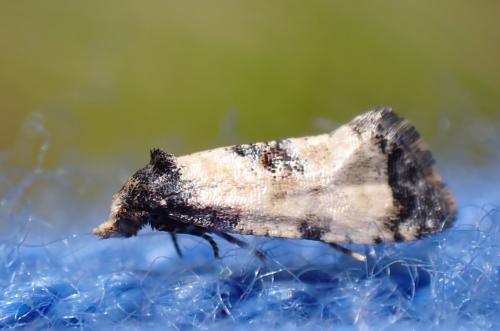 Cochylis dubitana